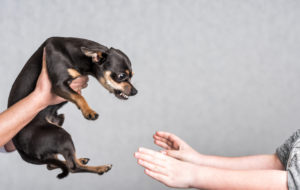 person handing over an aggressive dog to another person