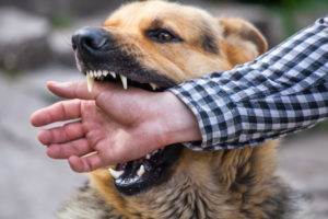 Arlington dog bite lawyer
