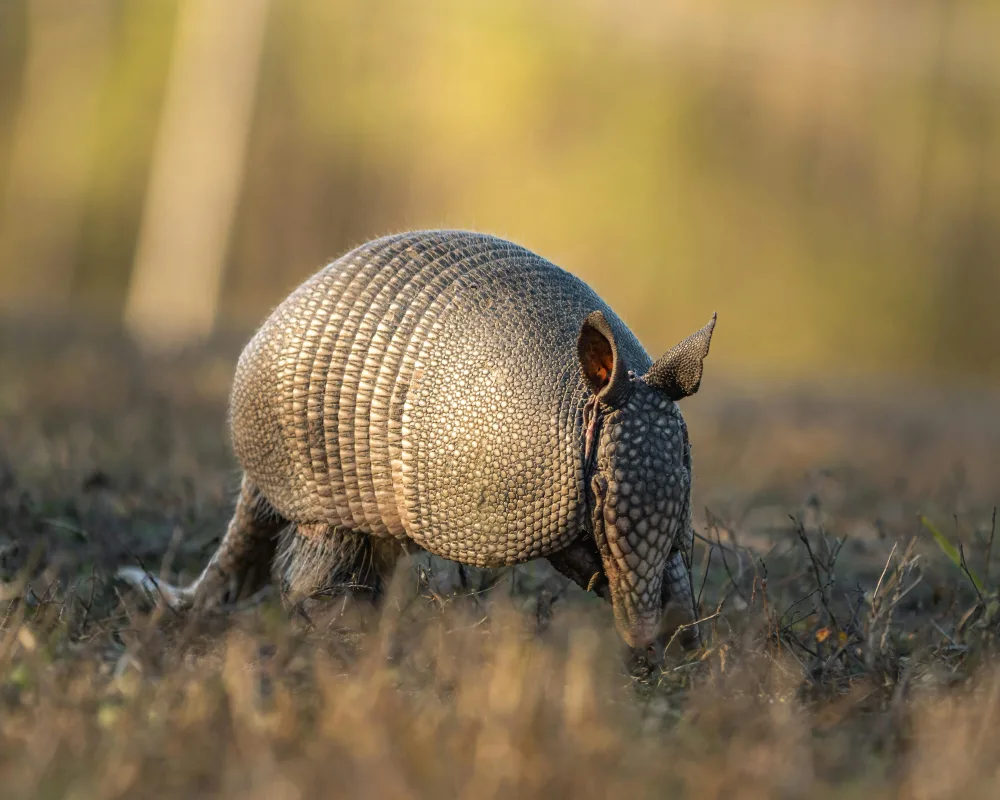 Abogado de accidentes automovilísticos en Odessa
