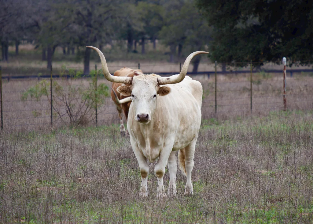 Abogado de accidentes de auto en Lubbock